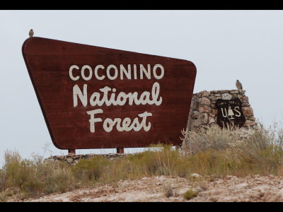 American Kestrel and Greater Roadrunner sitting on the sign for the Coconino National Forest, AZ