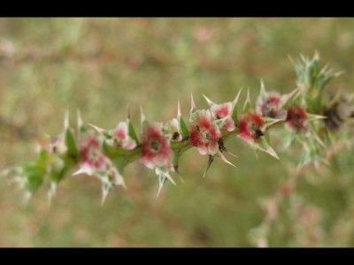 Interesting flowering bush.
Salsola sp.