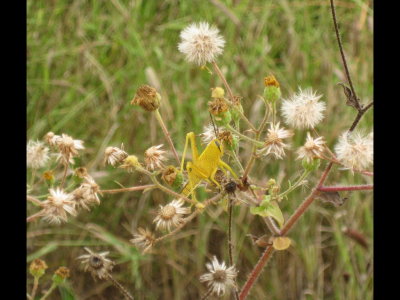 Yellow grasshopper on wildflower