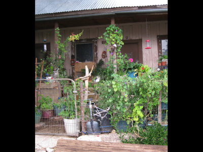 A green front yard in Jerome, AZ