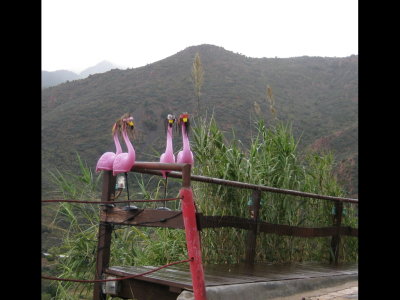 Pink flamingos with a twist
