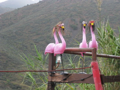 Pink flamingos in disguise