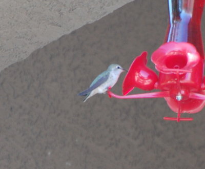 Female Costa's Hummingbird at feeder
Costa's is distinctive for its very short tail and note the pale necklace connects to the pale supercilium via a light border around the back of the cheek, per Bill D. Also per Sibley completely pale supercilium isolates pale gray auriculars
