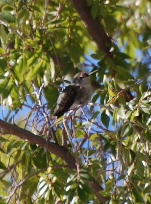 The hummingbird rested in a nearby tree.
