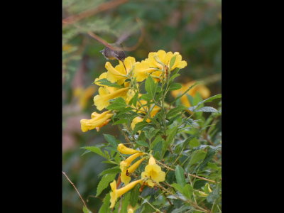 Hummingbird at a yellow trumpet flower