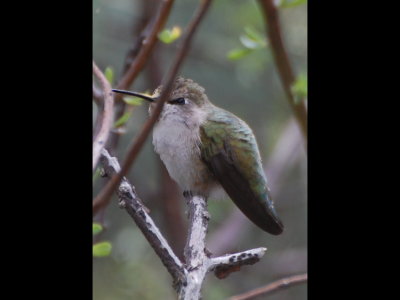 Hummingbird resting with pollen on its bill