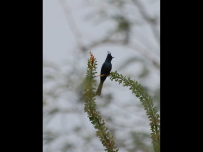 Our first glimpse of a Phainopepla