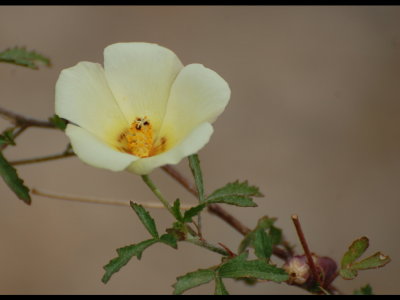 Pale yellow flower
Desert rosemallow,
Hibiscus coulteri
