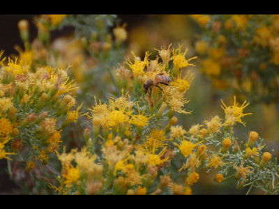 Honey bee on yellow flowers