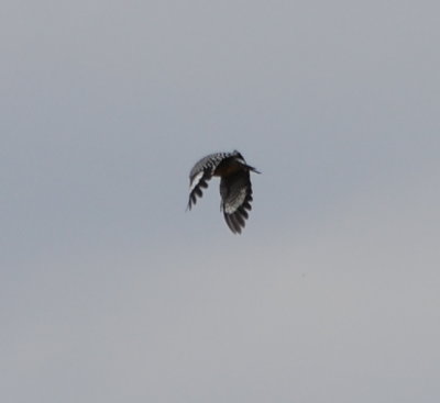 Gila Woodpecker in flight