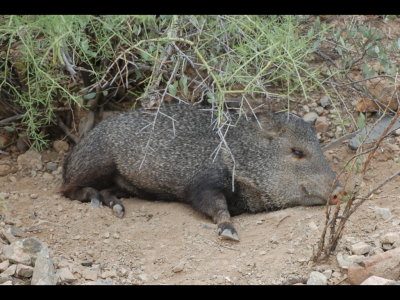Javelina in an enclosed wash at the park