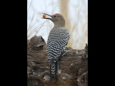 Gila Woodpecker with a seed or berry