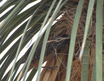 Cactus Wren entering its nest