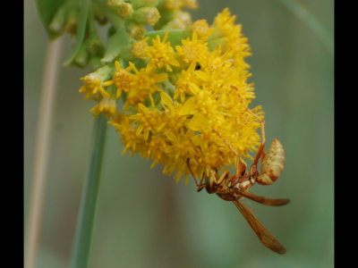 Yellow and brown paper wasp on yellow flower