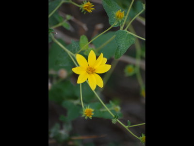 Yellow flower