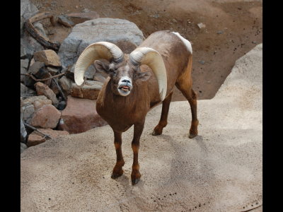 Big Horn Sheep in an exhibit at the park