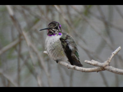 Costa's Hummingbird? in the park aviary