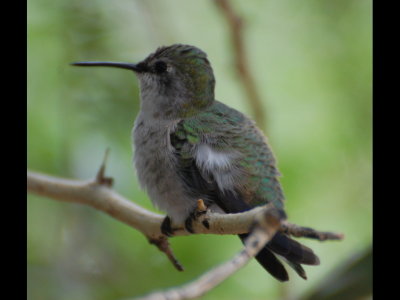 Hummingbird in aviary