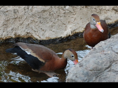 Black-bellied Whistling Ducks in the aviary