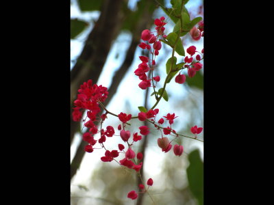 Red flowers