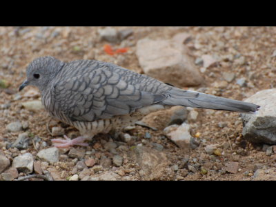 Inca Dove in the aviary