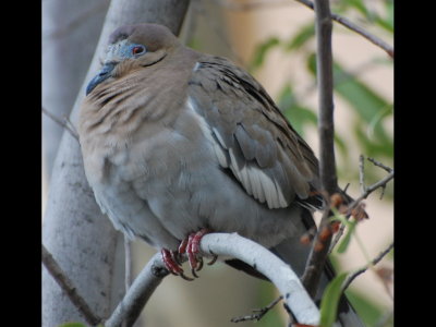 White-winged Dove in aviary