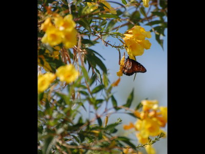 Queen butterfly on yellow trumpet-shaped flowers
