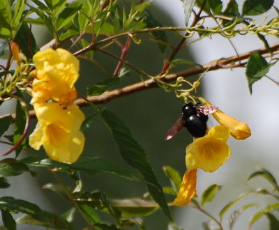 Black fly or bee on yellow flower