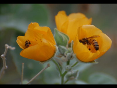 Bees in flowers
