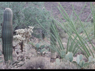 Cactus assortment