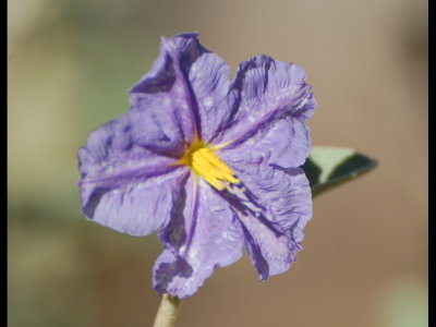 Nightshade flower