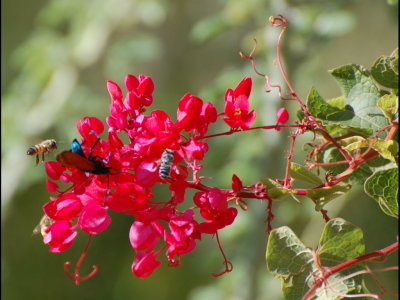 Bees and wasp on red flowers