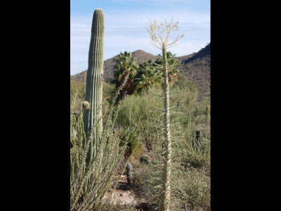 Desert flora.
The tree in the foreground is the Boojum tree, Fouquieria columnaris