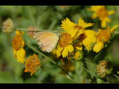 Tattered Sulphur butterfly