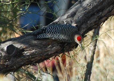 Red cap of a male Gila Woodpecker