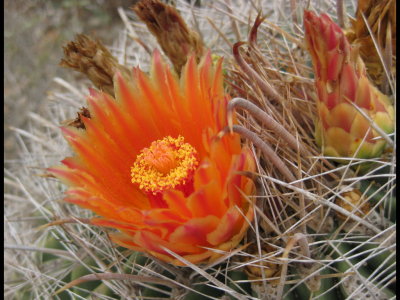 A blooming barrel cactus