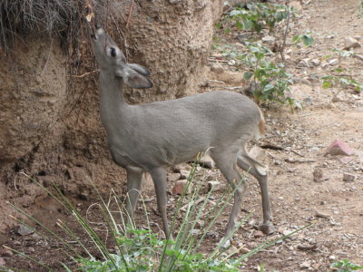 A deer in an exhibit at the park