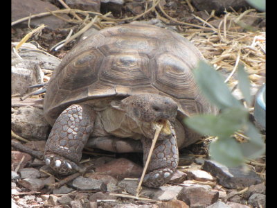 Tortoise at the park 'zoo'