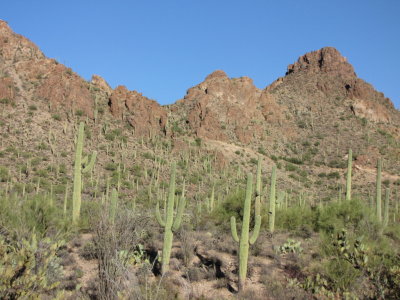More desert cacti
