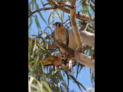 American Kestrel in a tree at Fort Lowell Park, Tucson, AZ