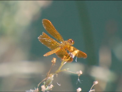 Tattered dragonfly
