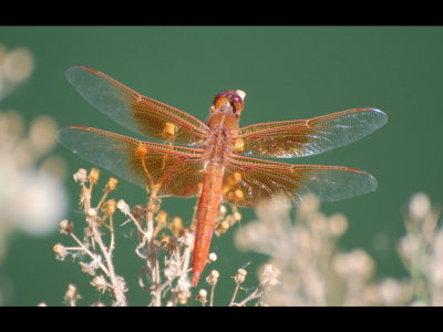 Dragonfly