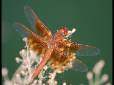Dragonfly