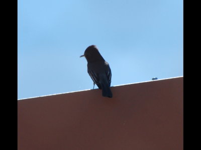 Black Phoebe at Fort Lowell, Tucson, AZ