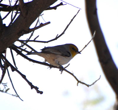 Verdin