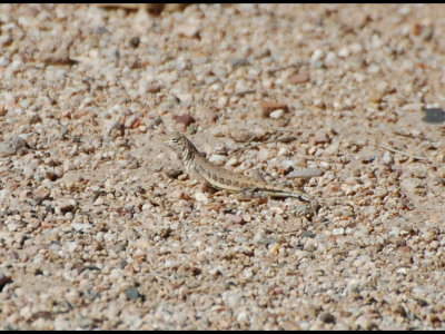 Lizard at Fort Lowell Park, Tucson, AZ