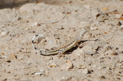 Lizard