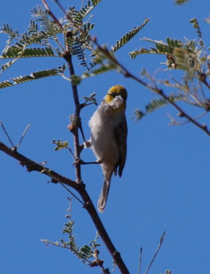 Verdin