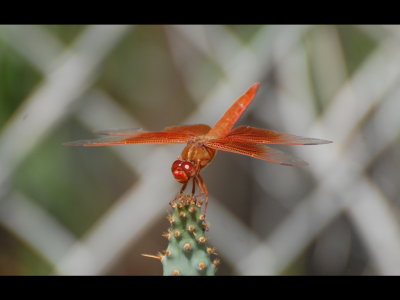 Dragonfly