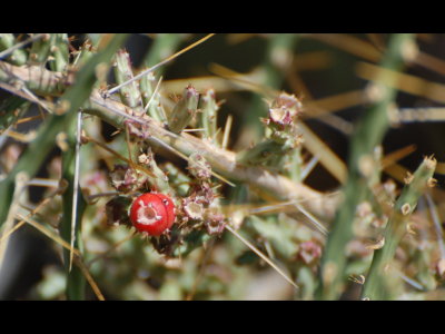 Cactus fruit